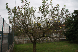 Meina (Ghevio)  - B&B  Garden